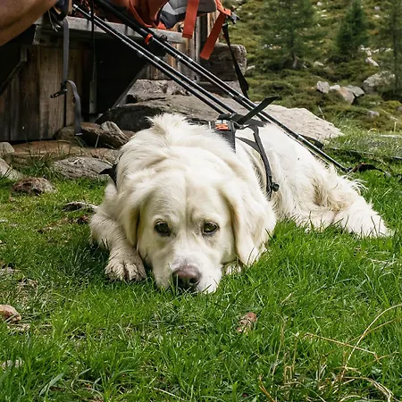Alpine Collection Wildschoenau Aparthotel Niederau