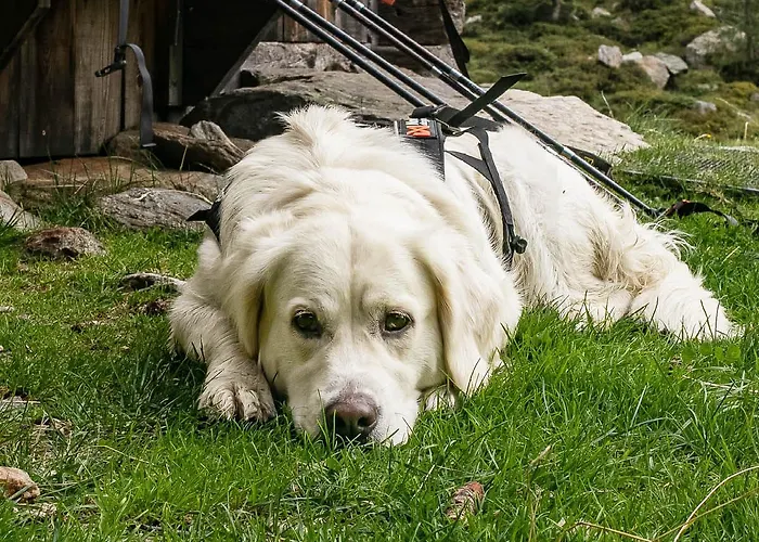 Alpine Collection Wildschoenau شقة فندقية نيديراو